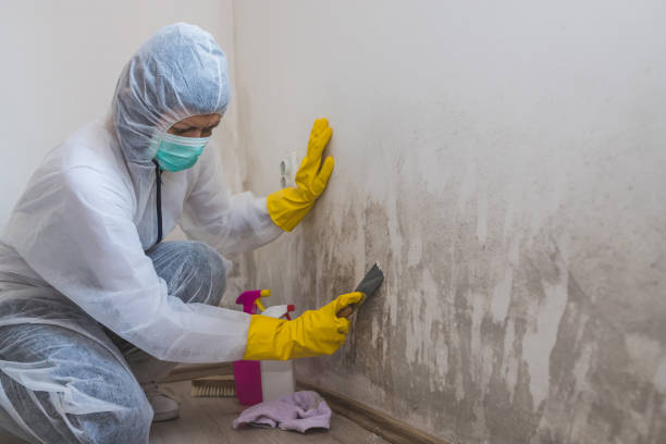 Mold Removal and Inspection in Crawfordville, FL