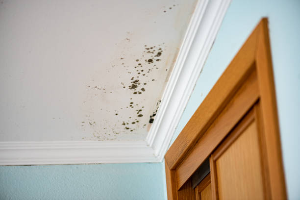 Best Mold Testing  in Crawfordville, FL