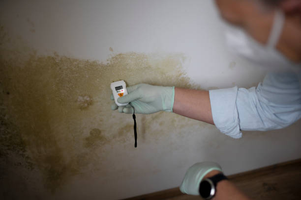 Best Mold Damage Repair  in Crawfordville, FL