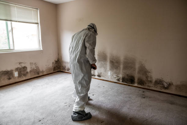 Professional Mold Removal in Crawfordville, FL