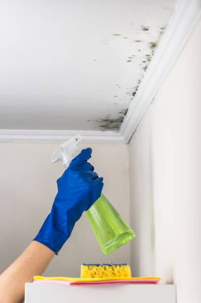 Best Same-Day Mold Removal  in Crawfordville, FL