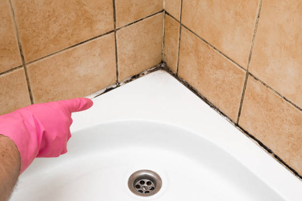 Best Mold Removal Company Near Me  in Crawfordville, FL
